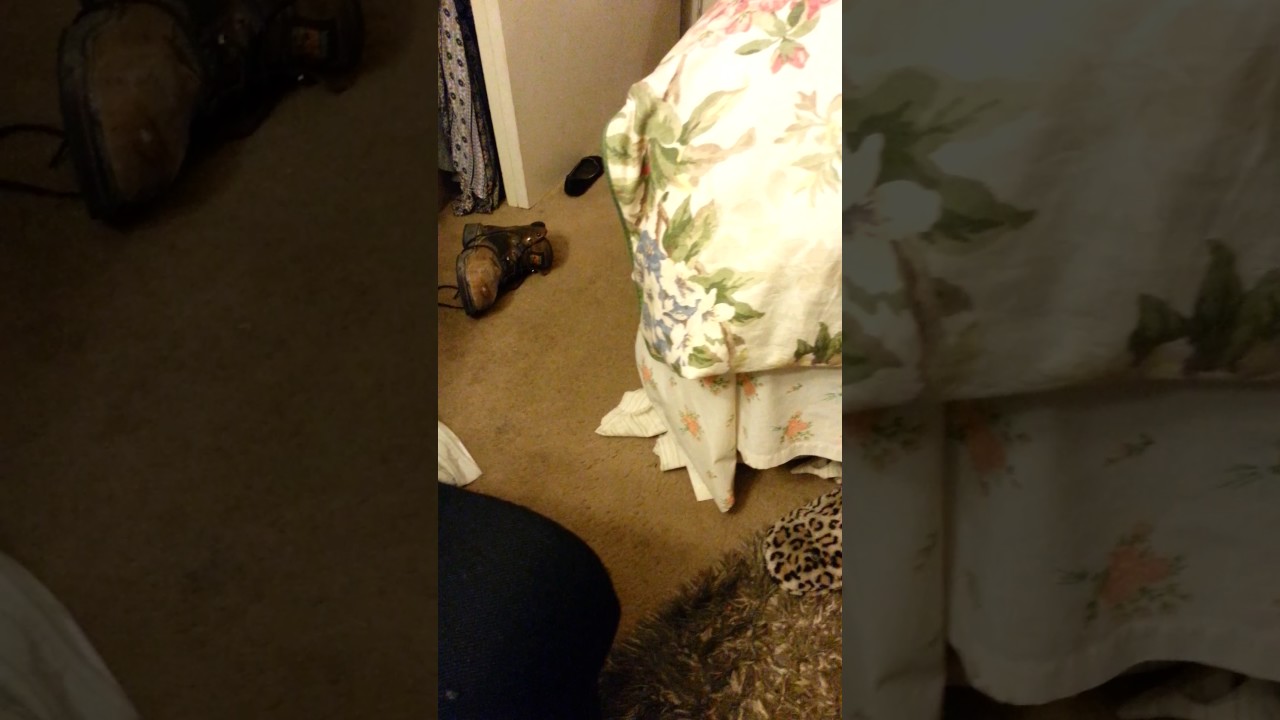 KITTENS SCRAPN