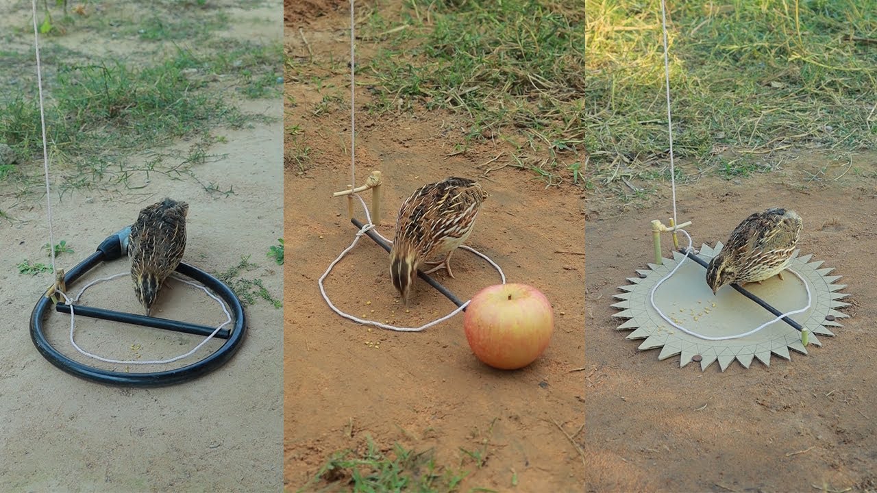 Amazing Bird Trap in Action – Simple Thread, Real Catch #EffectiveTraps