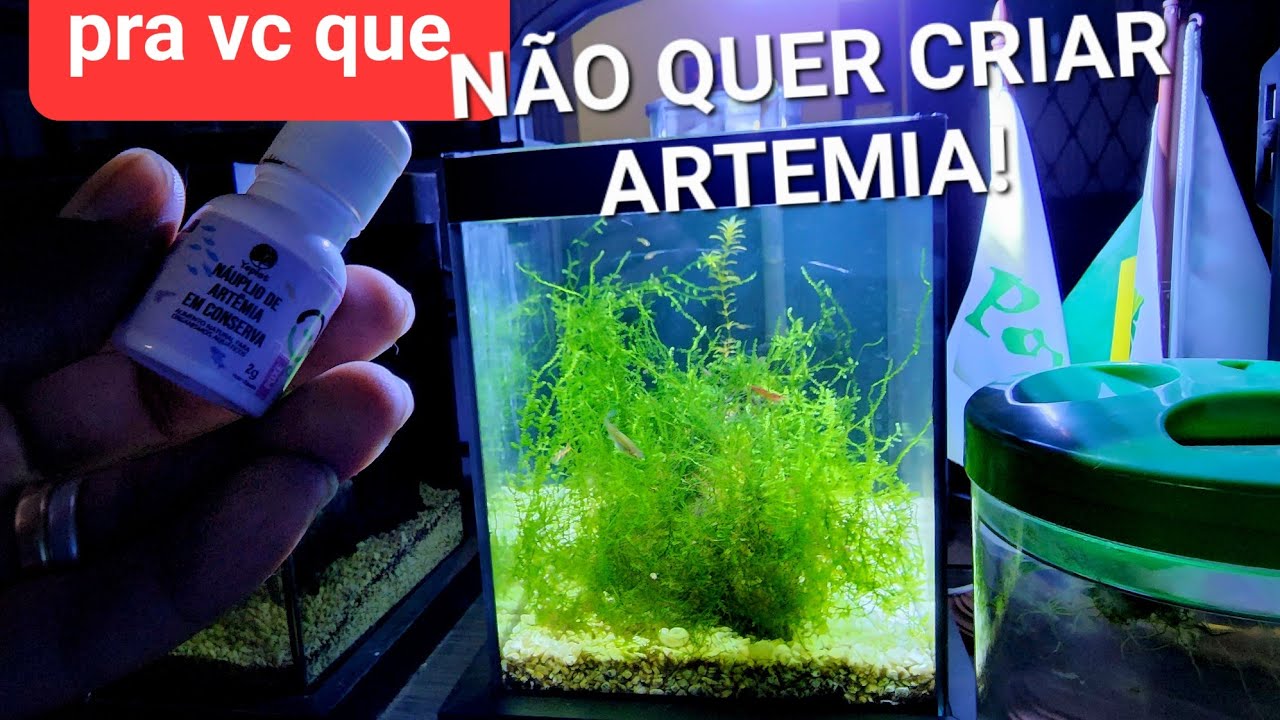 Alimentando LEBISTES / GUPPYS com Nauplio de Artemia em conserva! Antonio Candido Aquarismo Brasil