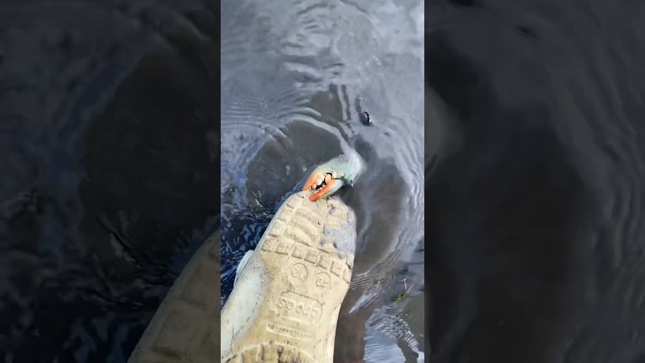 I ALMOST LOST A TOE WHILE SAVING A FISH! #shorts