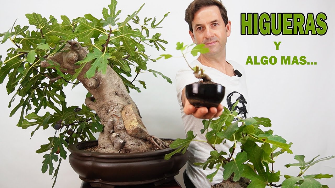 HIGUERAS , FICUS CARICA EN BONSAI Y ¿COMO HACER BONSAI FACIL?