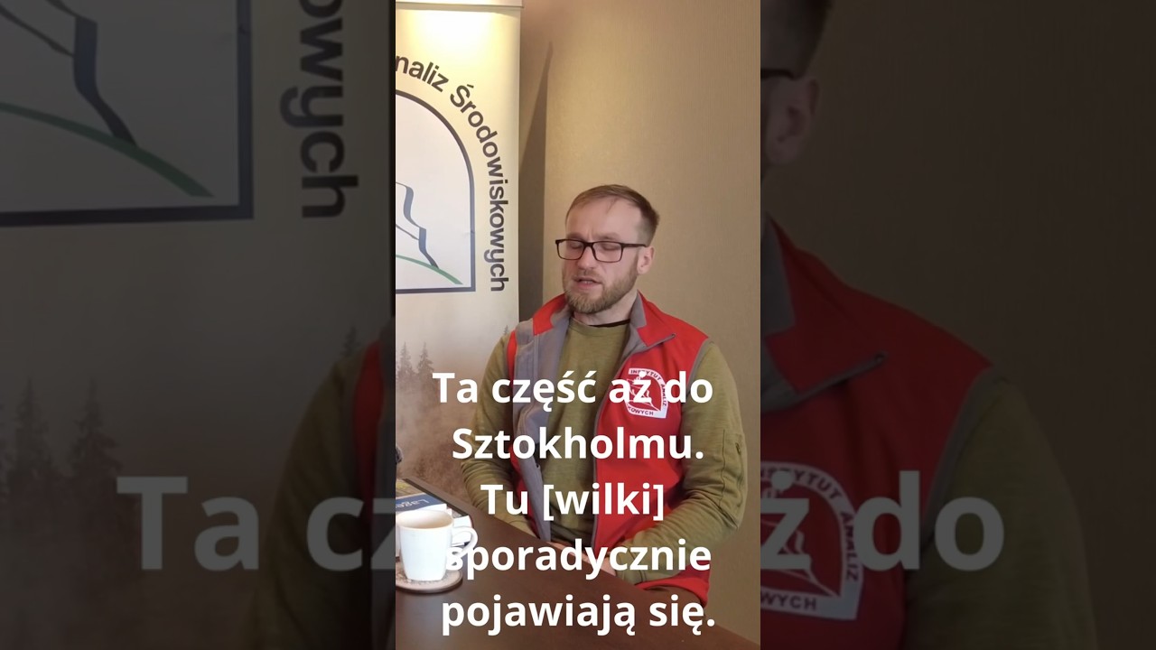 Jak w Szwecji rozwiązuje się problemy z wilkami