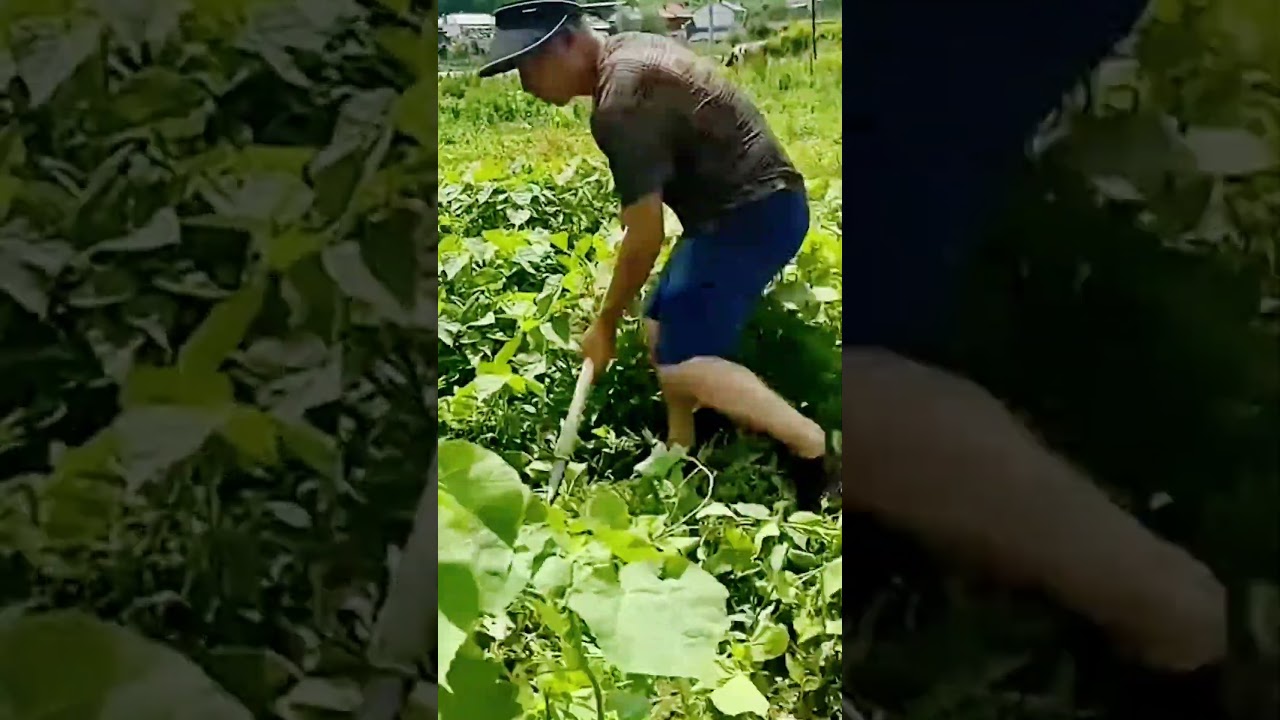 unique tool for cutting wild plants in the garden 