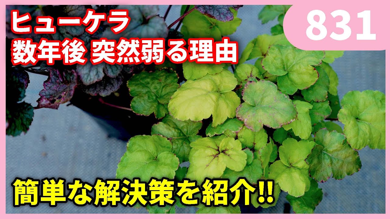 ヒューケラが２～３年で枯れる理由 by 園芸チャンネル 831 #園芸 #ガーデニング #初心者