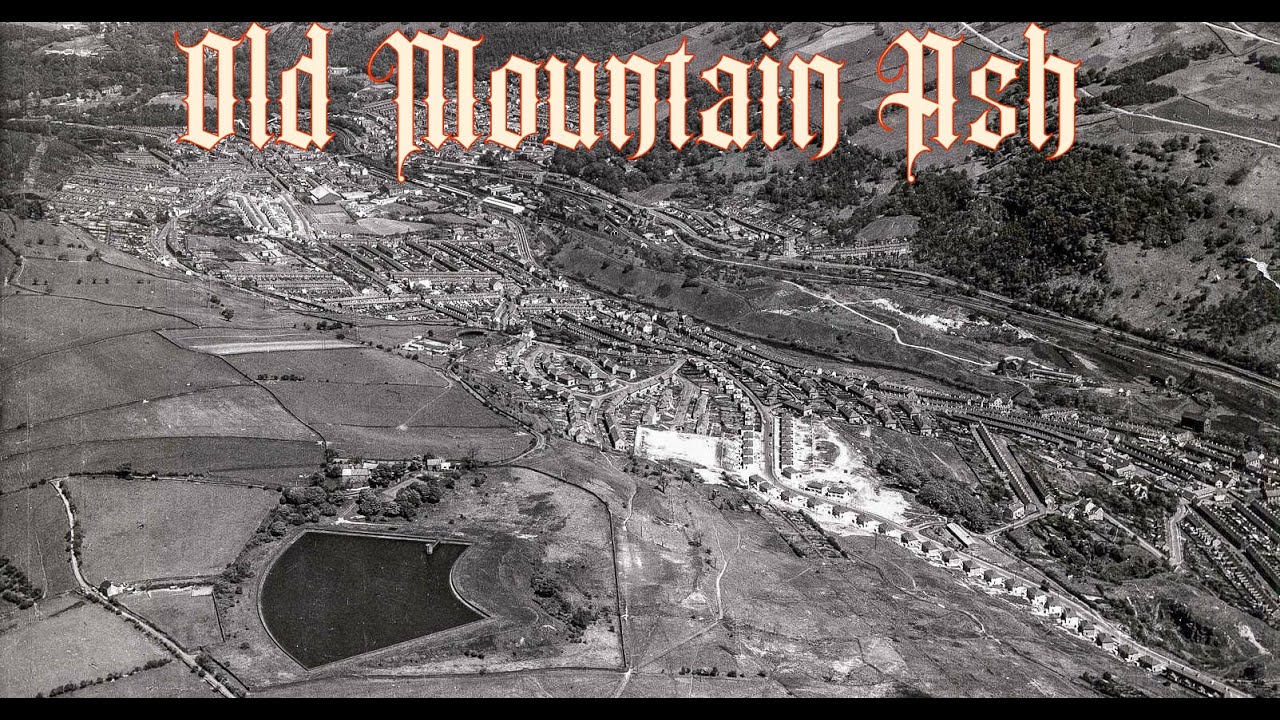 Old Mountain Ash.