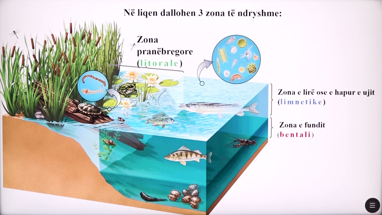 6 06 044 - Java 23 - Biologji - biomet e ujërave të ëmbla