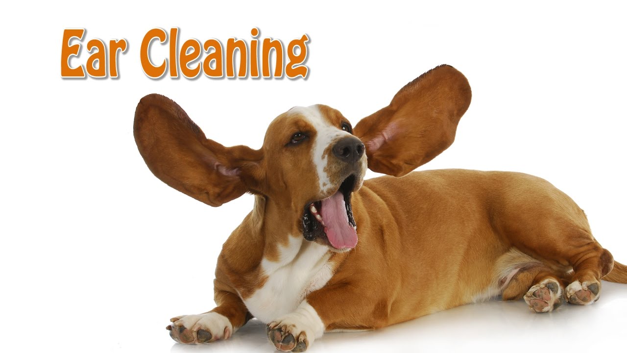 How To Clean A Dog’s Ears | Demonstration