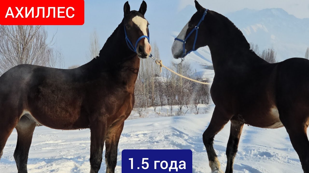 АХИЛЛЕС   Сатууга Чыкты Алганга Жетишип Калгыла 