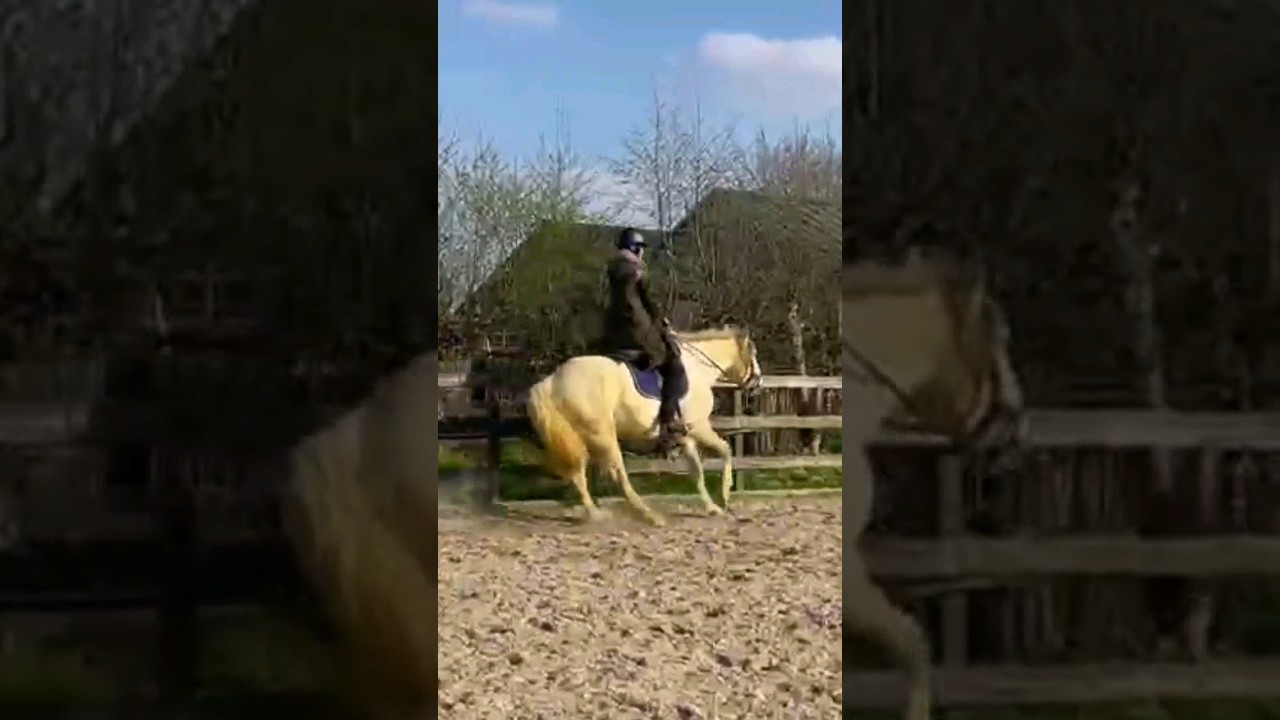Kan ik stoppen met losse teugels? Ik wil ooit met neckrope rijden 