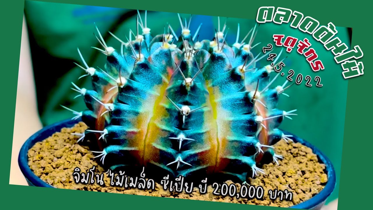 เอาไงละ หลักแสน! จิมโน ไม้เมล็ด ซีเปีย บี 200,000 บาท ร้าน cactister I ตลาดต้นไม้จตุจักร 24 5 2022