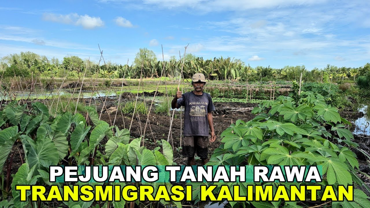 PRIA ASAL LUMAJANG INI SULAP LAHAN RAWA JADI PERTANIAN TERINTEGRASI; TRANSMIGRASI KALIMANTAN