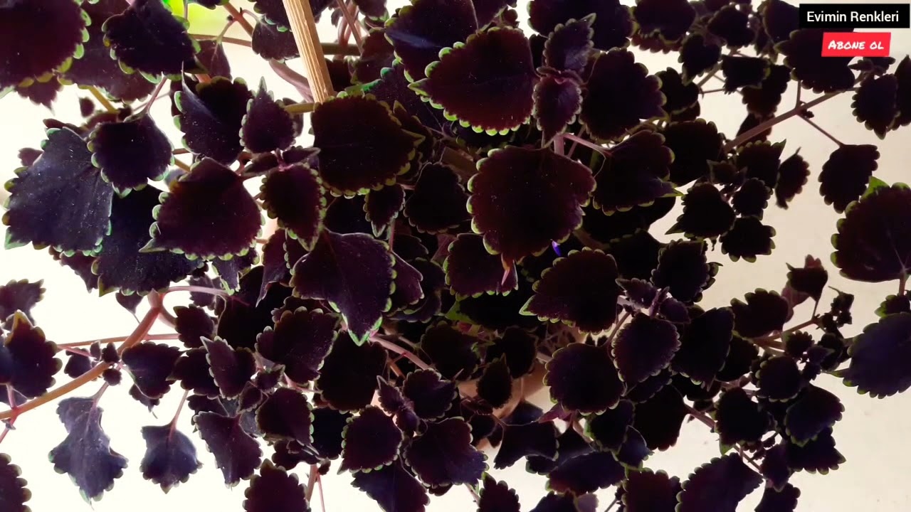 Annemin kolyos( yaprak guzeli) bakımı-hastalığı- celikten çoğaltma- saksı değişimi- gübrelemesi