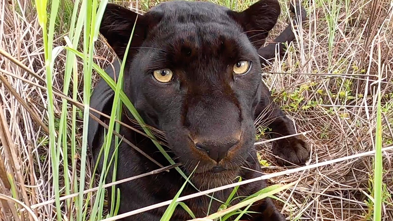 Black Leopards Scents and Sense Abilities - Smell | The Lion Whisperer