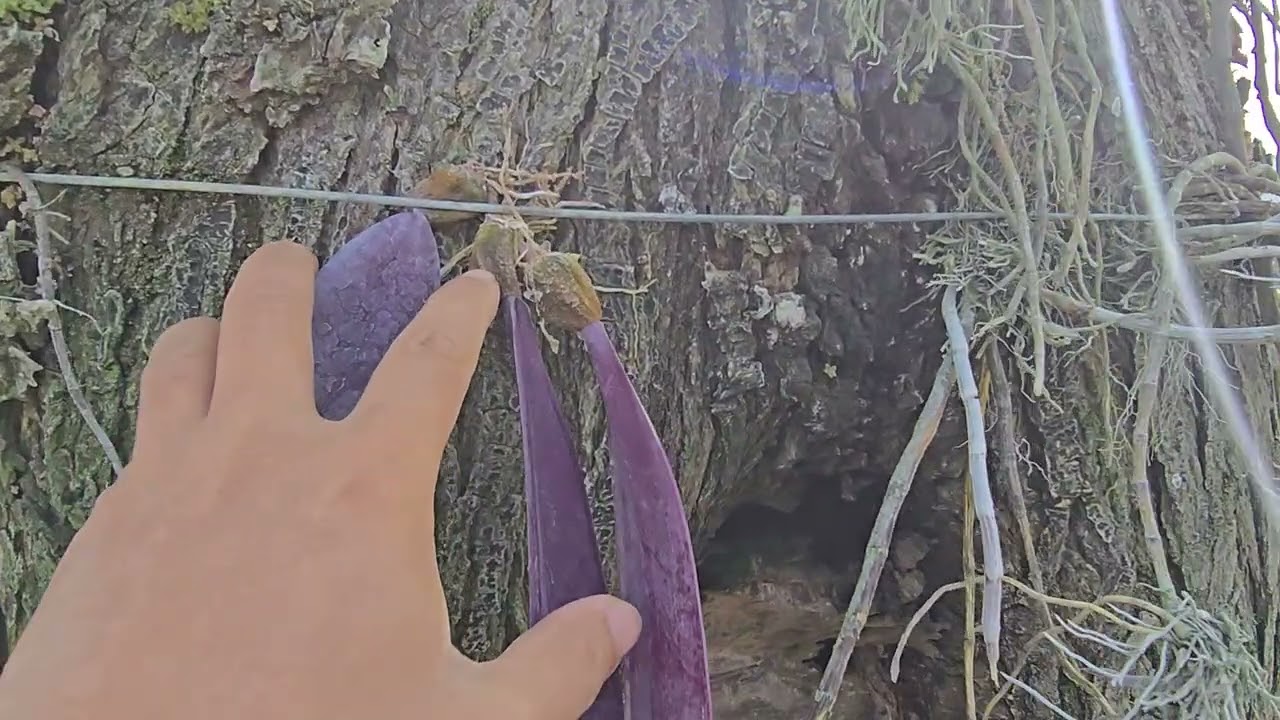 荃馨蘭園地標，苦苓大樹上全日照的石斛蘭，來花豆了
