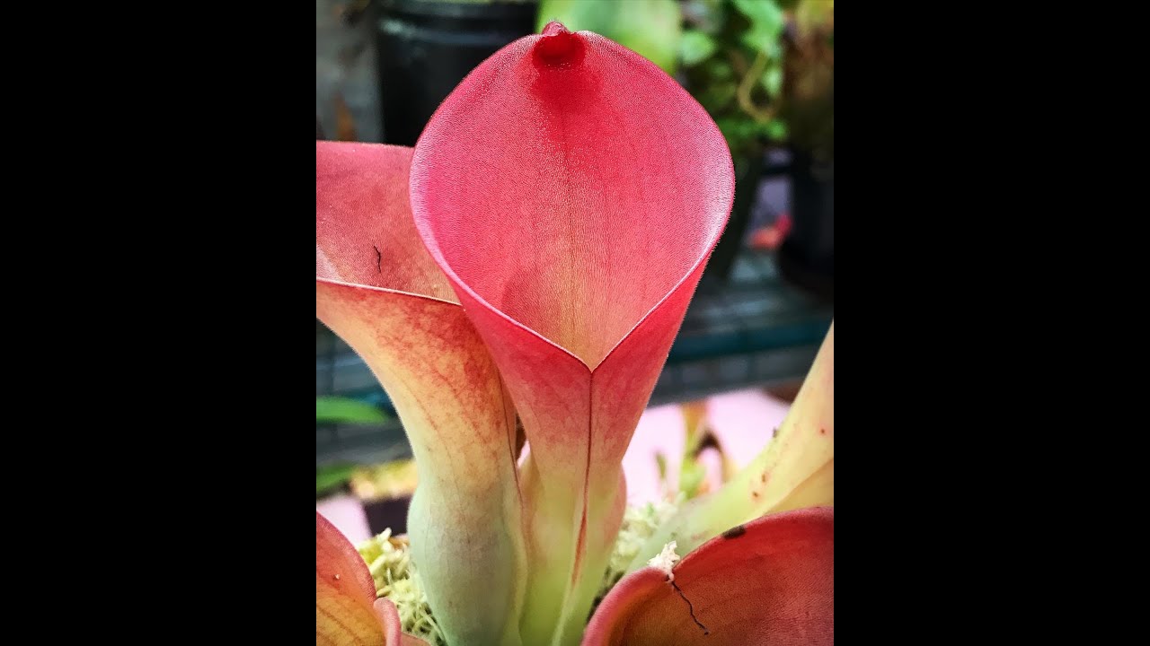 Heliamphora, the Marsh Pitchers