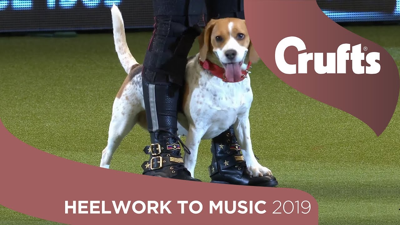 Dancing Dogs! Pedigree Mercury dances to Queen at Crufts 2019