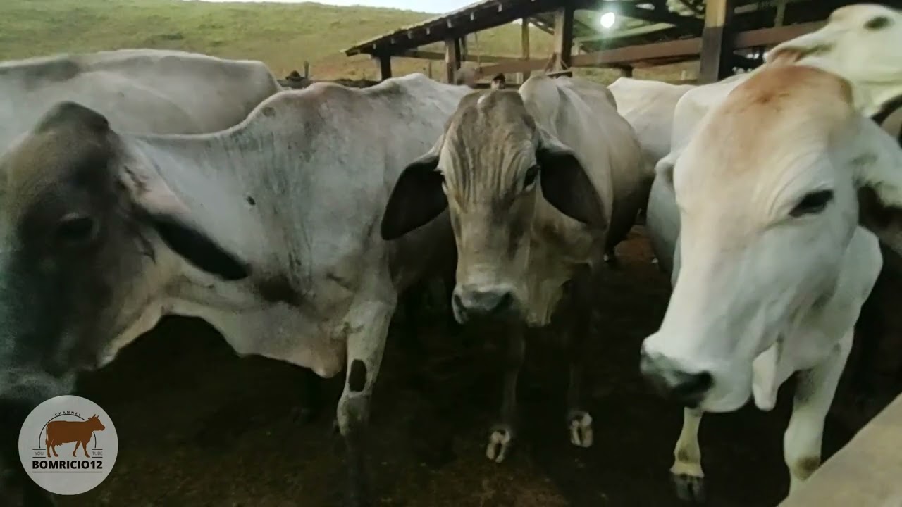Vacas e Bezerros Chegando no Curral para Amamentarem e serem Ordenhadas por Pipoca e Ilsinho.