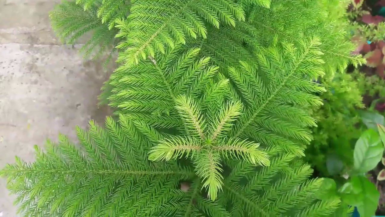 ||Araucaria plant care & grow||