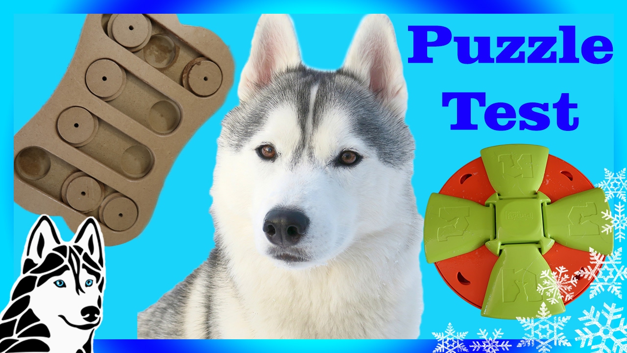 Testing My Dog's intelligence | Puzzle Test Challenge | DOG IQ Test | w/ Gohan the Husky