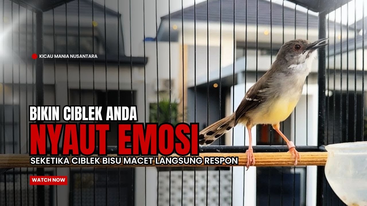 Burung Ciblek SEMI Gacor NGEBREN Untuk Pancingan Ciblek dan MASTERAN BURUNG Kesayangan Anda