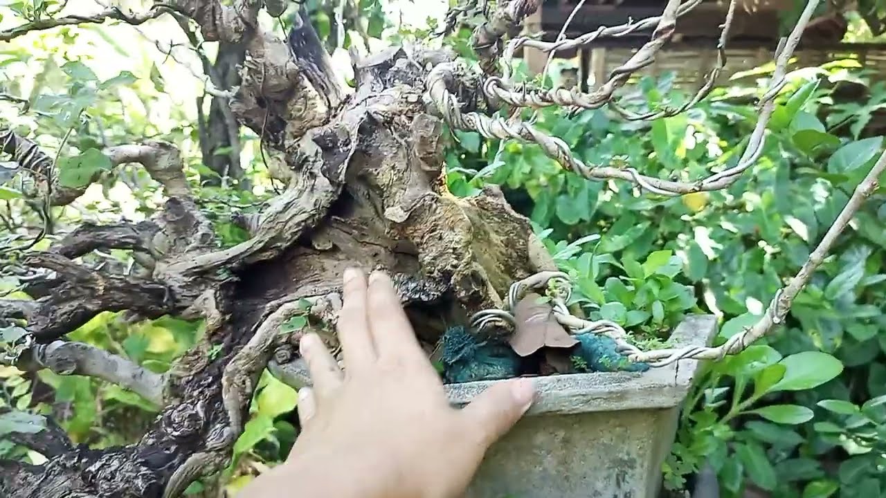 SUPER CASCADE NA TUGAS | PURO DEAD WOOD!