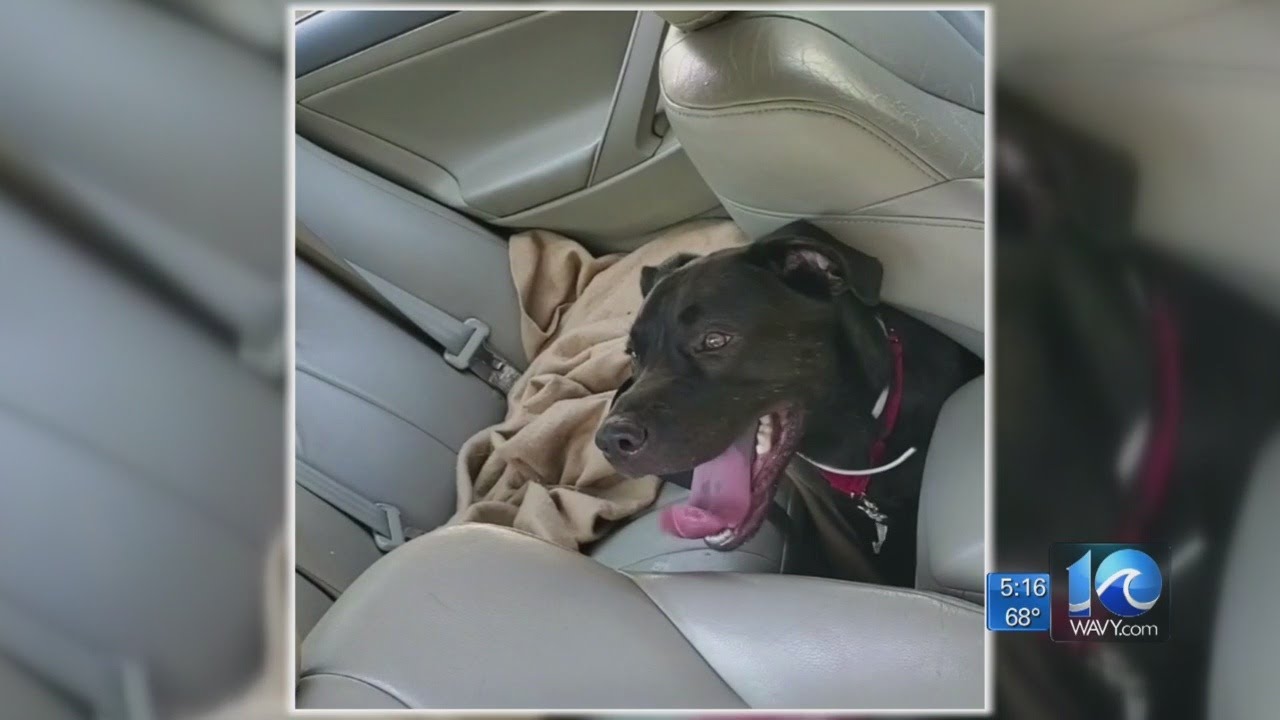 Chesapeake man car breaks window to save dog from hot car