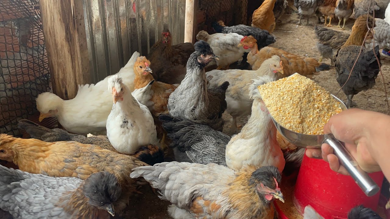 Que pasa si le das engorde antes de tiempo a tus gallinas (NO CRECEN)