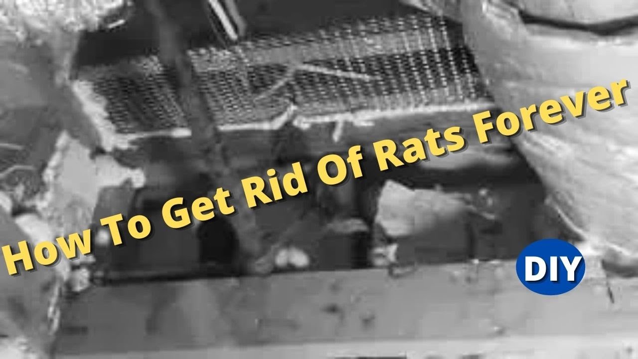 How To Get Rid Of Rats Forever and Protect Your House From Roof Rats coming back.