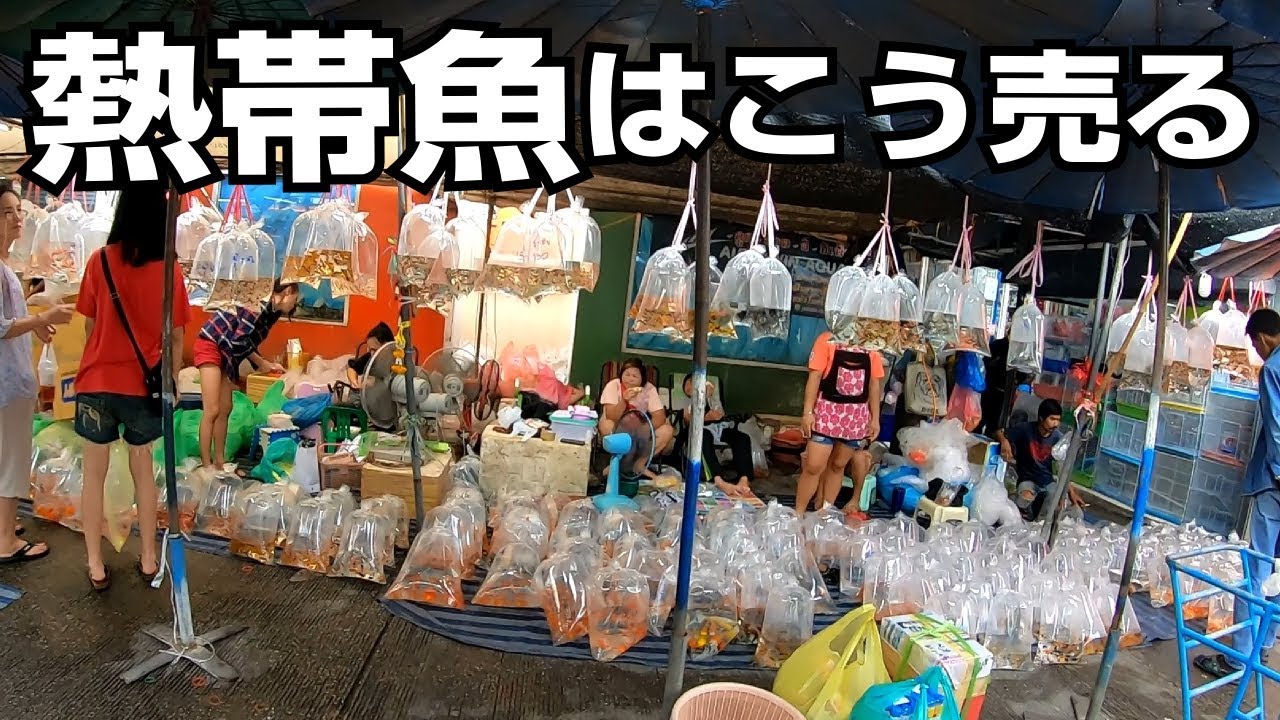 水槽好き必見！熱帯魚の売り方が斬新【チャトゥチャック・ウィークエンドマーケット】