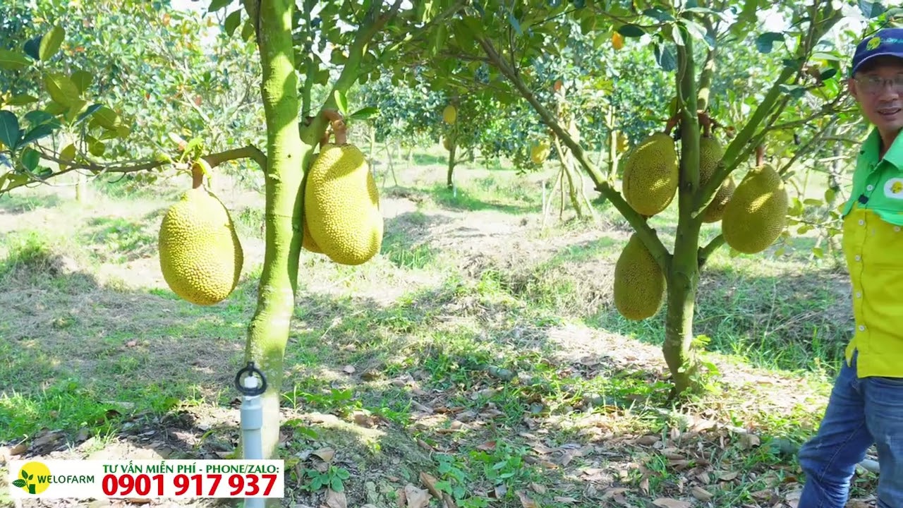 Kiểm Tra Vườn,Hướng Dẫn Chăm Sóc Vườn Mít Ruột Đỏ Đang Mang Trái