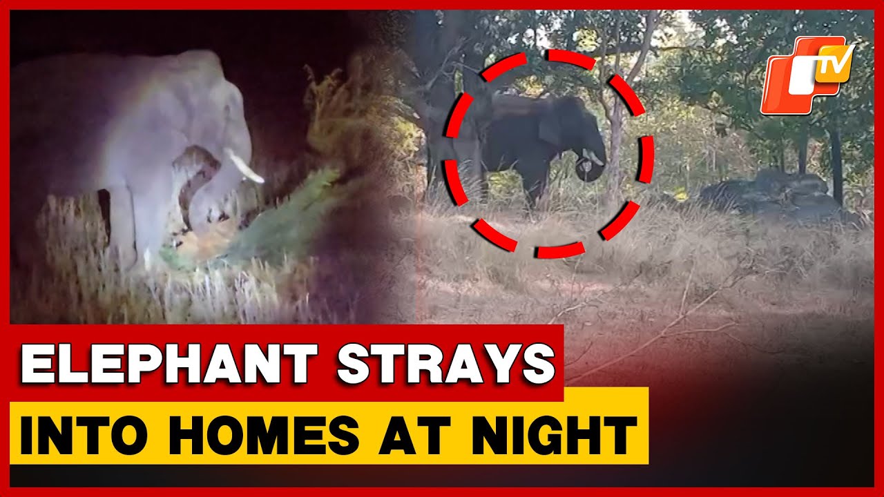 Rogue Tusker Triggers Panic In Bonai Villages, Damages Houses And Crops