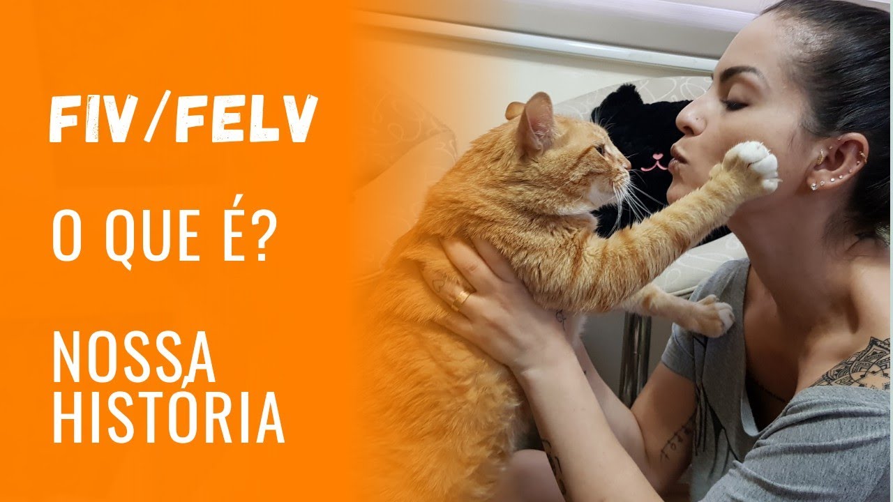 Fiv/Felv - O que é? - Nossa História | Gato é Vida