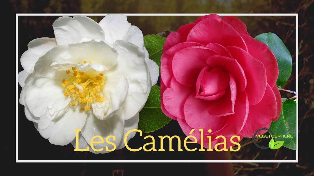 Le Camellia #plants #camélia #camellias #camellia