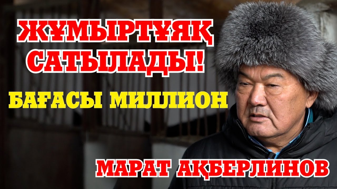 Жұмыртұяқ| Хамза| Шабандоз салмағы| Алтын тұғыр