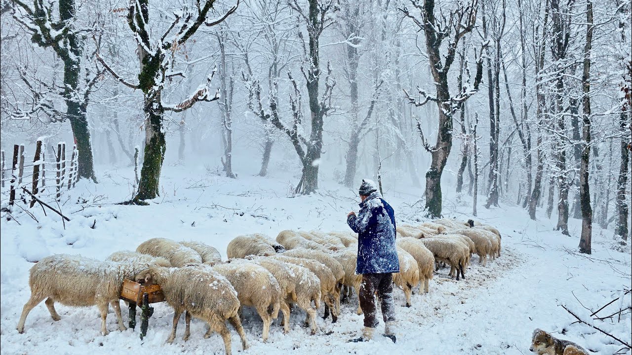 Heavy Snow Survival: Authentic Life in a Remote Forest Cabin (Shanderman, Iran)