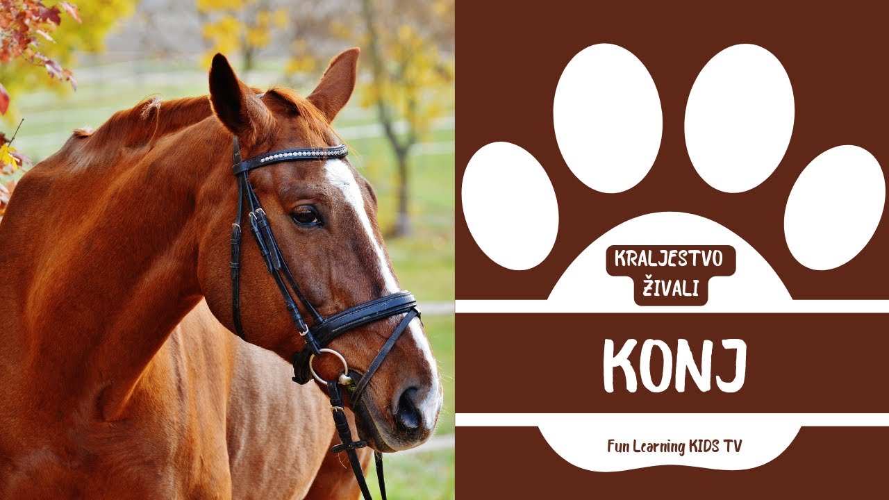 KRALJESTVO ŽIVALI - KONJ | Živali na Kmetiji | Domače Živali