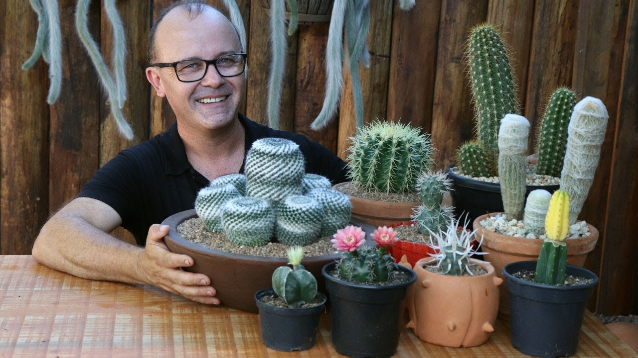 IDEIA DE ARRANJO DE  CACTOS EXUBERANTE E ÚNICO