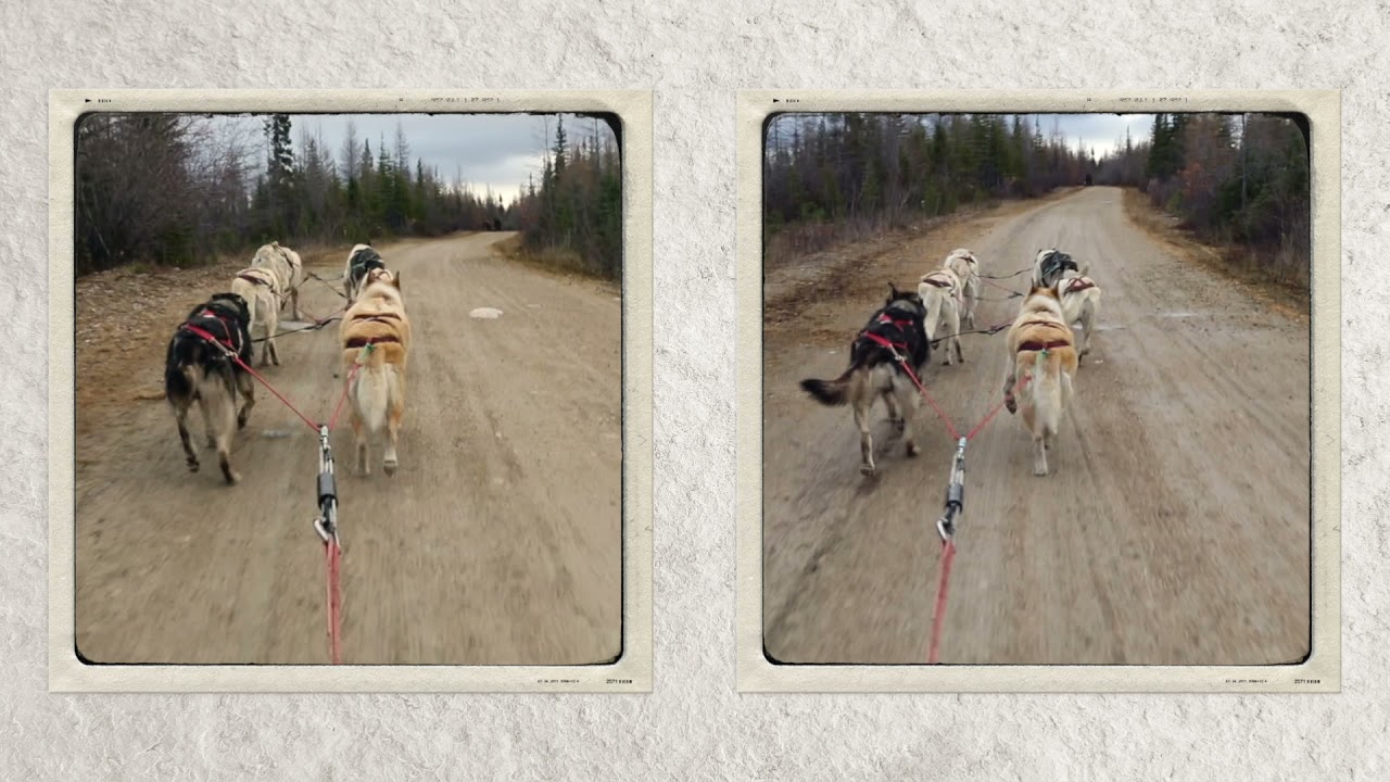 Wapusk Dog Carting Without Snow