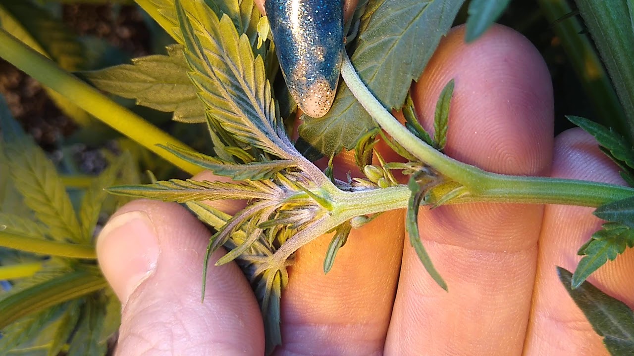 Hermaphrodite plants getting ready to drop powder to make seeds