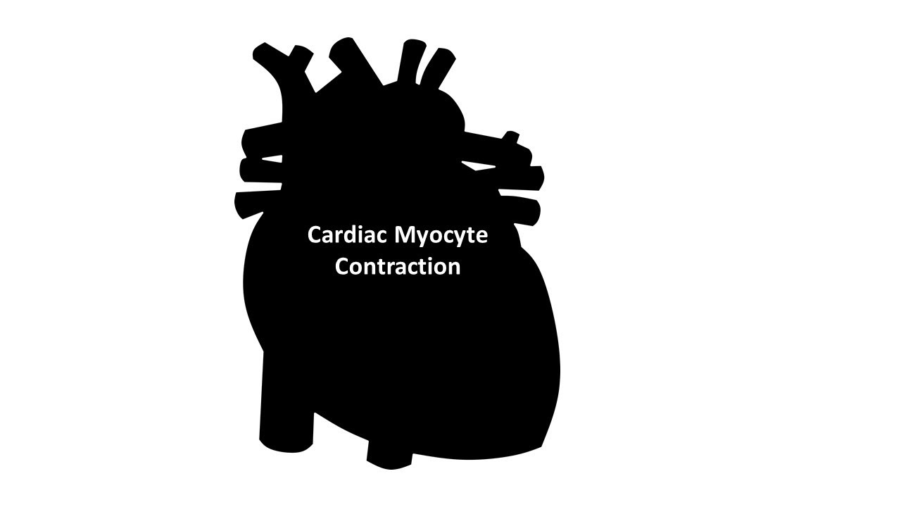 Myocyte contraction