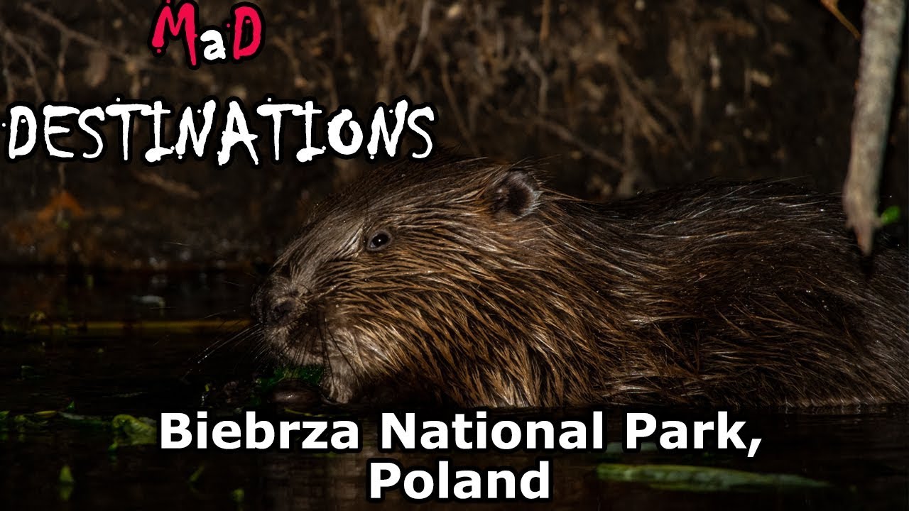 Biebrza National Park, Poland