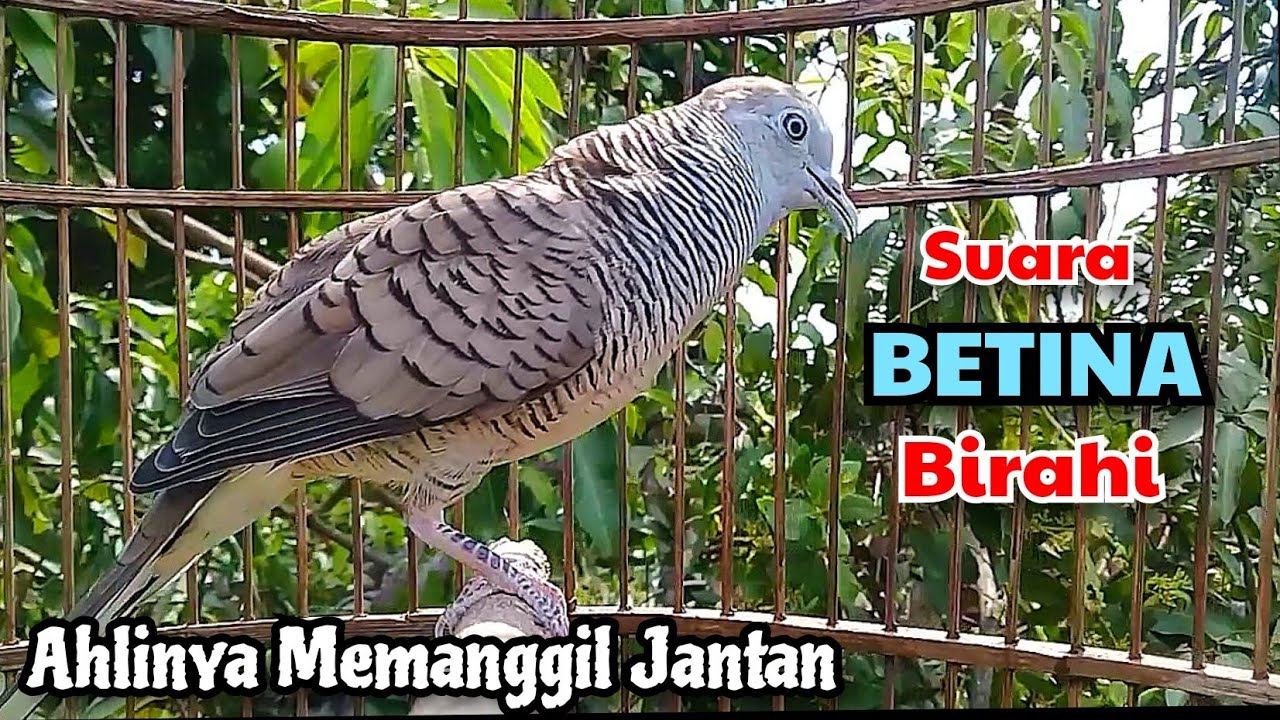 SUARA BETINA BIRAHI‼️Perkutut BETINA memanggil JANTAN - The female turtle dove calls the male