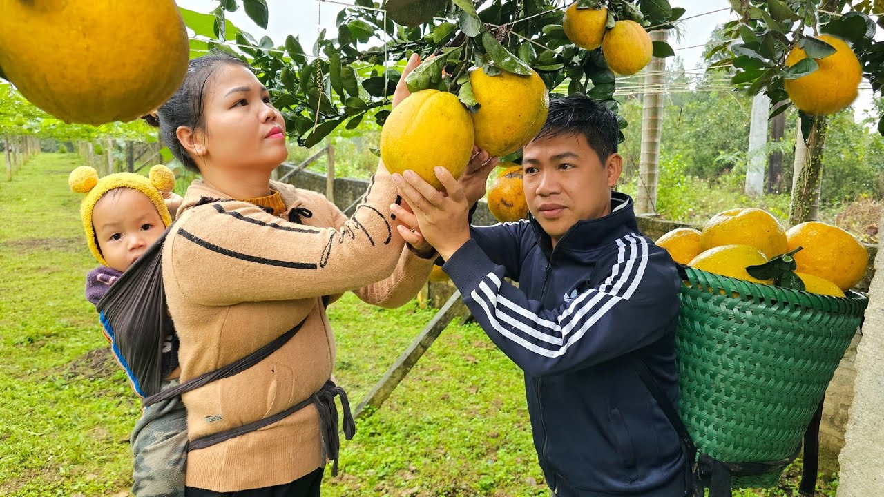 Harvest grapefruits goes to the market sell & water piping system to the farm | Hà Tòn Chài