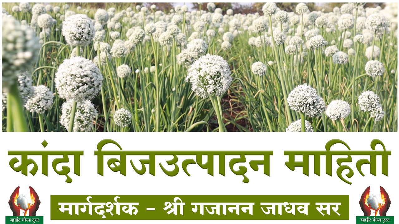 कांदा बीजोत्पादन माहिती- गजानन जाधव सर
