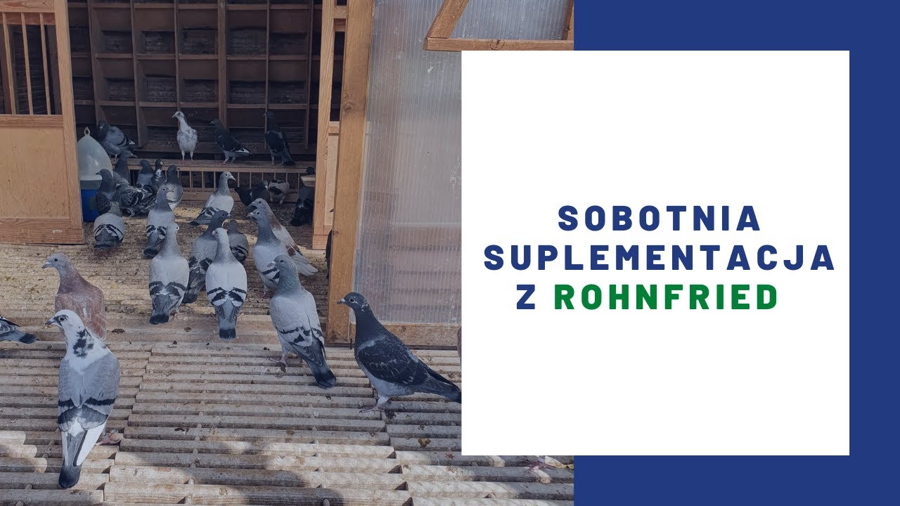 Sobotnia suplementacja z Rohnfried - Morel Team