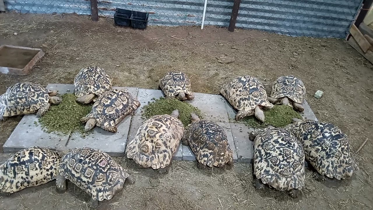 Leopard tortoises feeding