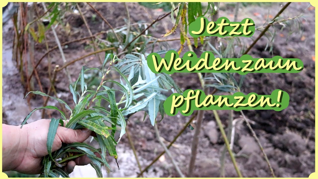 Lebendigen Zaun pflanzen im Februar/März Weidenzaun