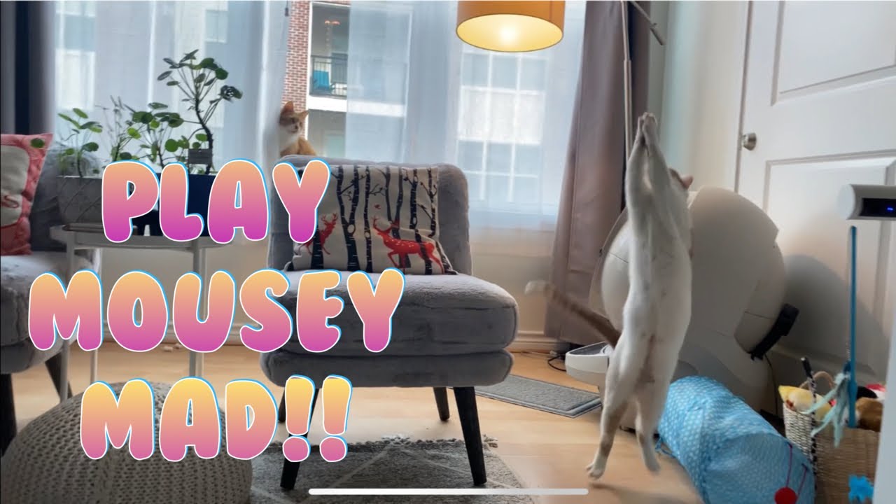 Talking Cat Never Gives Human A Break | CatManJohn