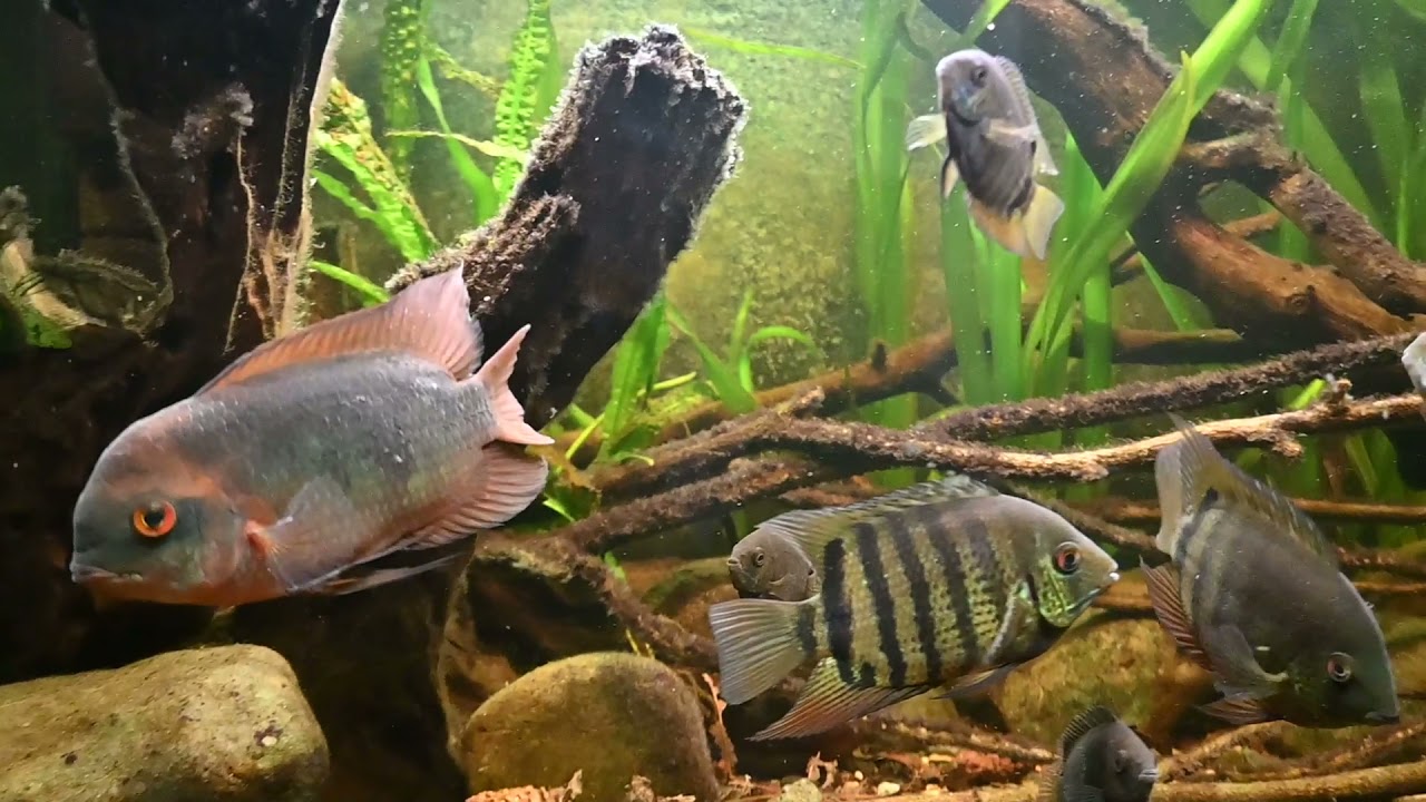 Hypselecara temporalis/Heros sp. inirida/Severum rotkeil/Hoplosternum thoracatum