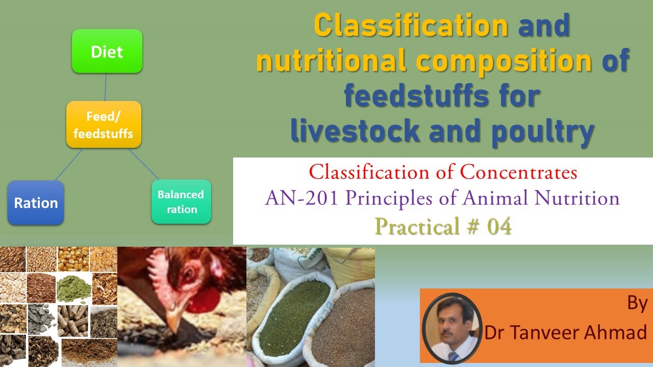 Practical 4- Identification of Energy Concentrates-Lectures in Animal Sciences/Animal Nutrition